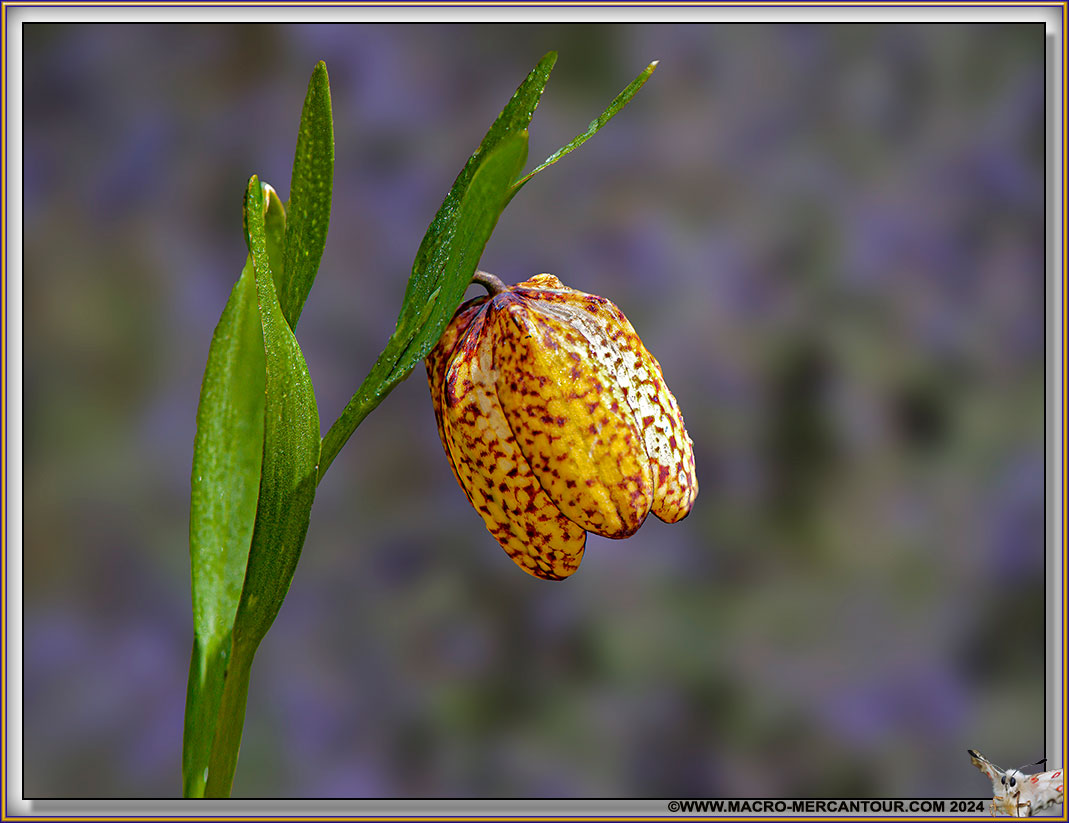 Fritillaire de Moggridge